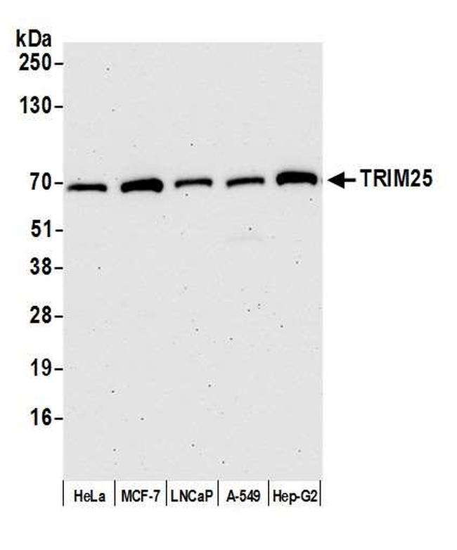 TRIM25 Antibody in Western Blot (WB)