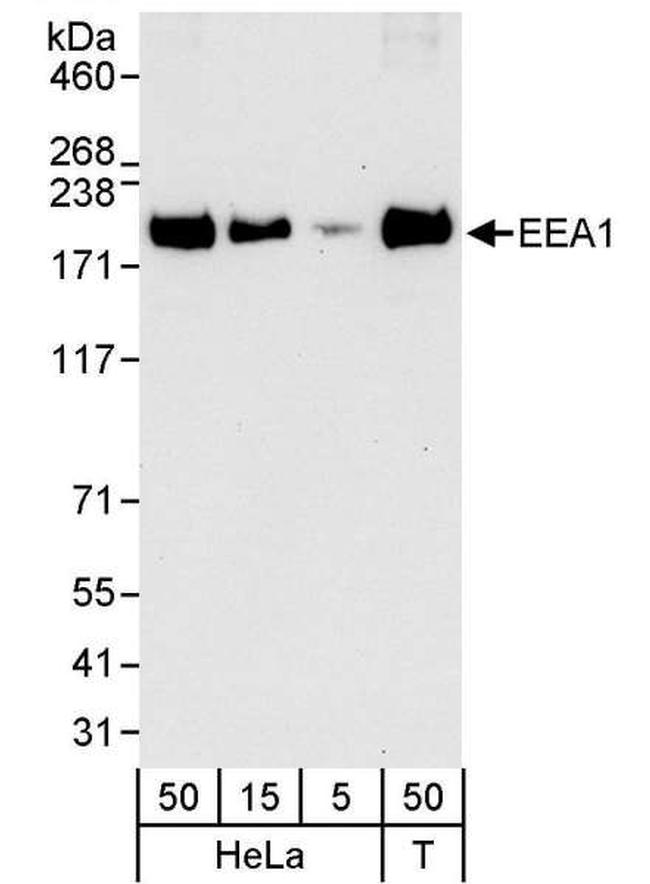 EEA1 Antibody in Western Blot (WB)