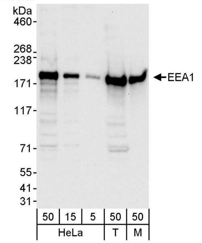 EEA1 Antibody in Western Blot (WB)