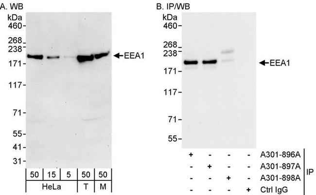 EEA1 Antibody in Western Blot (WB)