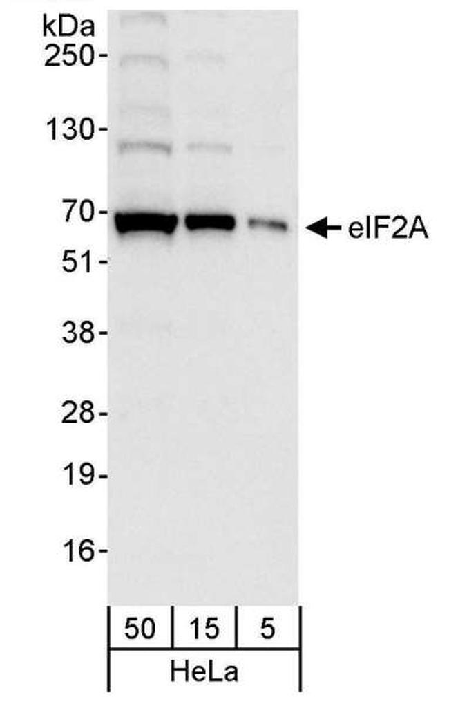 eIF2A Antibody in Western Blot (WB)