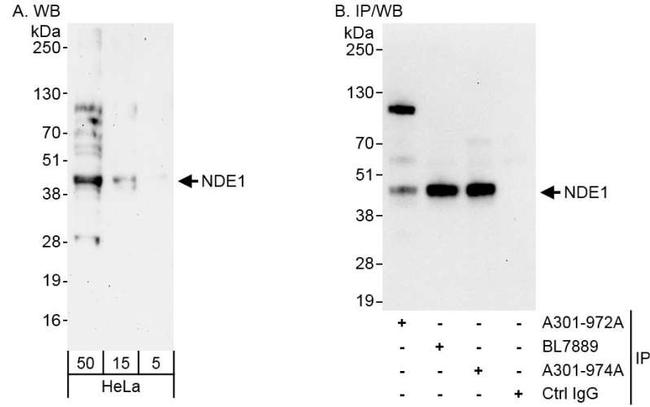 NDE1 Antibody in Western Blot (WB)