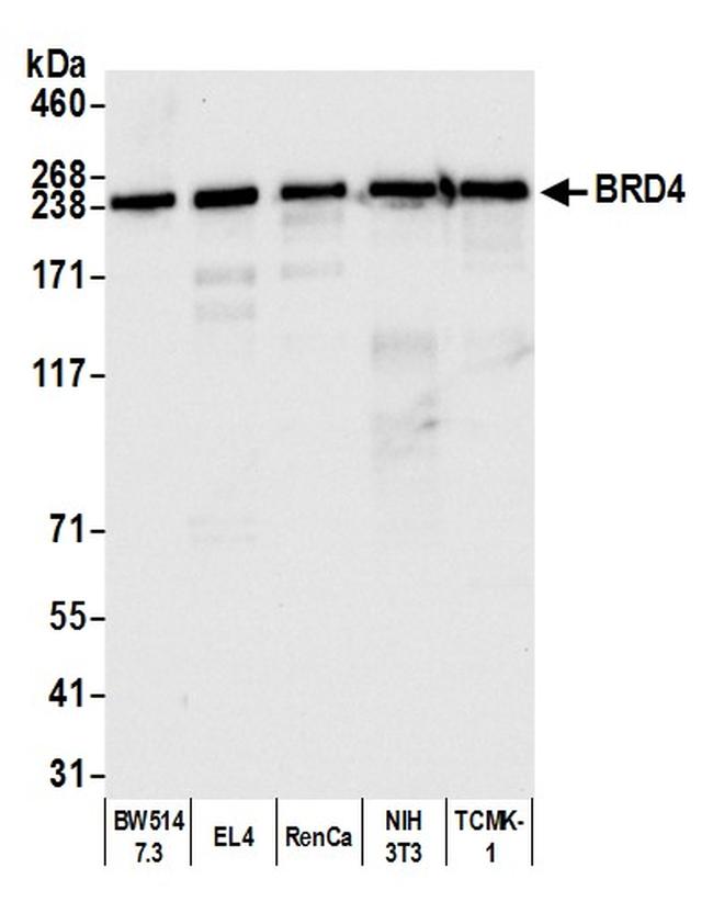 BRD4 Antibody in Western Blot (WB)