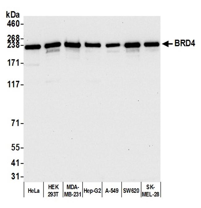 BRD4 Antibody in Western Blot (WB)