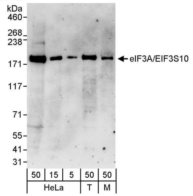 eIF3A/eIF3S10 Antibody in Western Blot (WB)