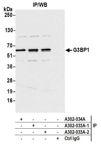 G3BP1 Antibody in Immunoprecipitation (IP)