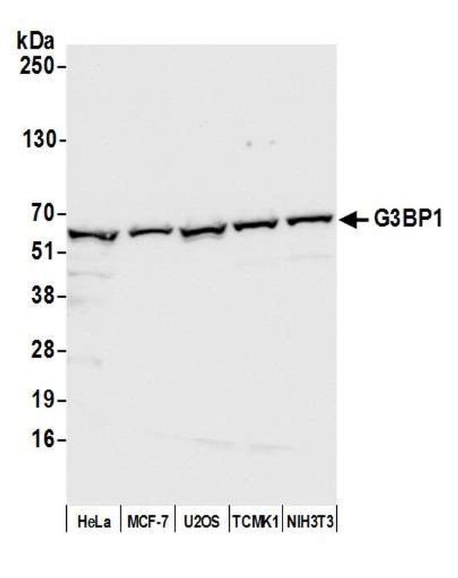 G3BP1 Antibody in Western Blot (WB)