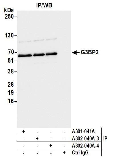G3BP2 Antibody in Immunoprecipitation (IP)