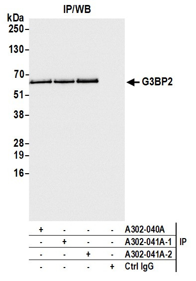 G3BP2 Antibody in Immunoprecipitation (IP)