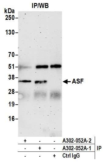 ASF Antibody in Immunoprecipitation (IP)