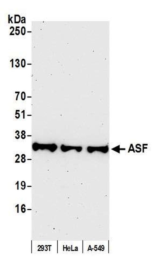 ASF Antibody in Western Blot (WB)