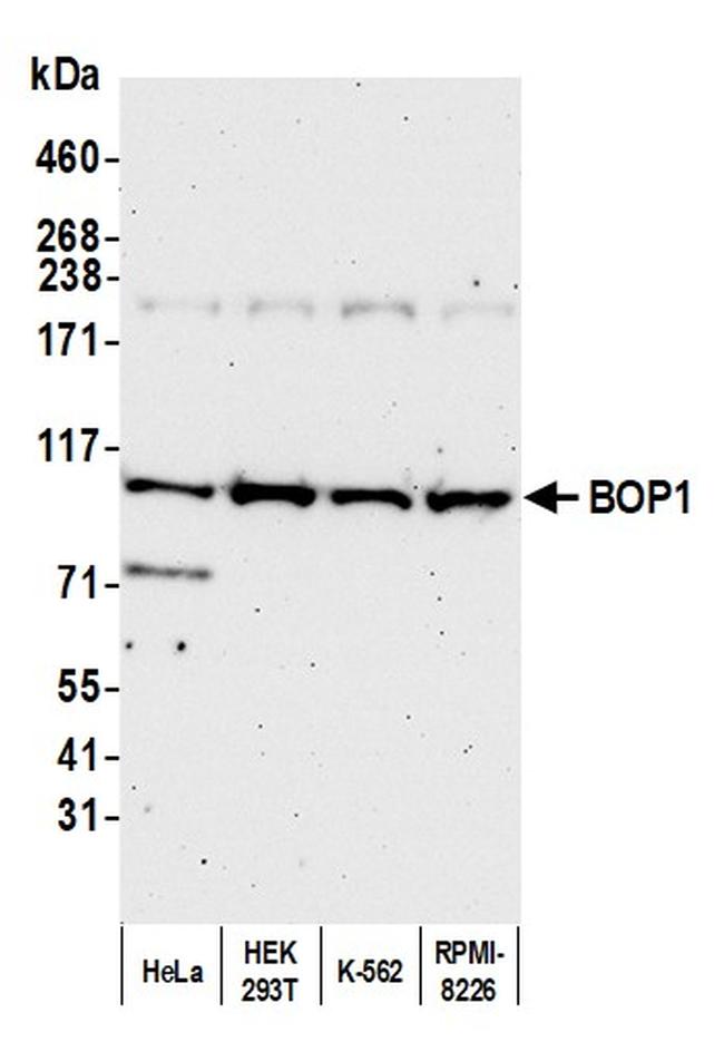 BOP1 Antibody in Western Blot (WB)