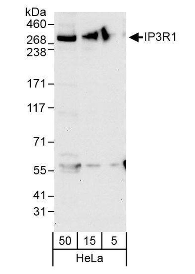 IP3R1 Antibody in Western Blot (WB)