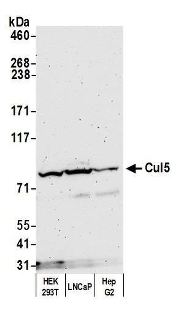 Cul5 Antibody in Western Blot (WB)