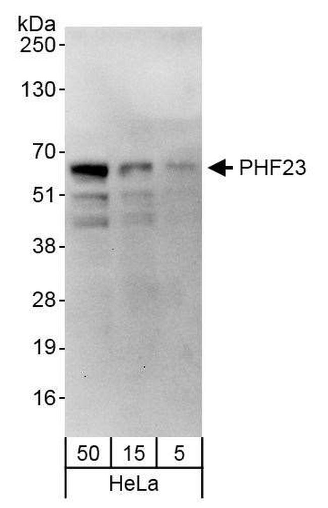 PHF23 Antibody in Western Blot (WB)