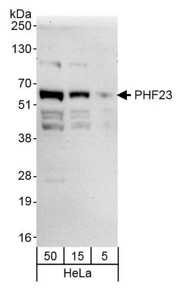 PHF23 Antibody in Western Blot (WB)