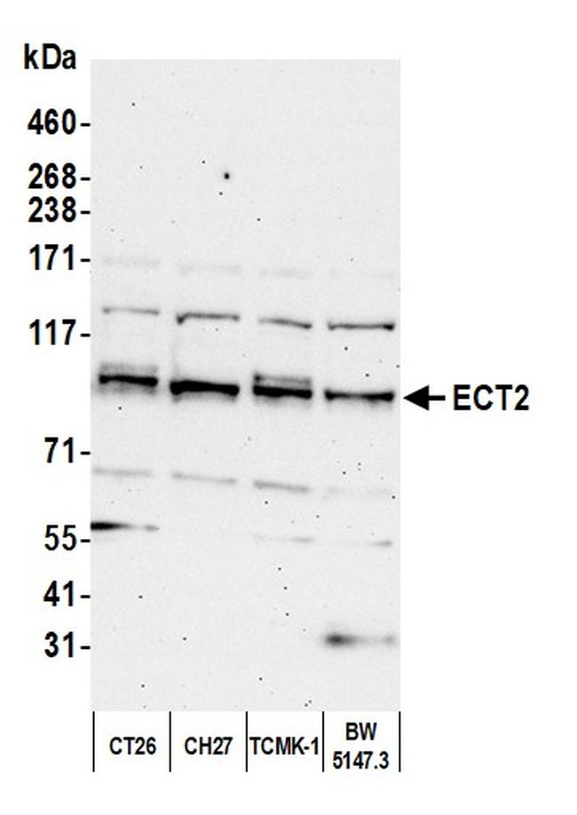 ECT2 Antibody in Western Blot (WB)