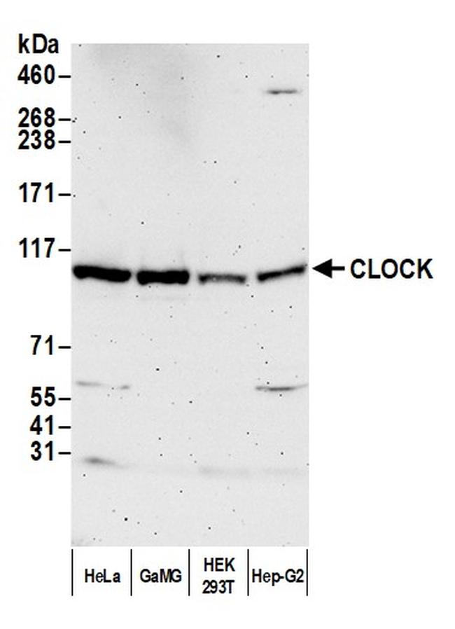 CLOCK Antibody in Western Blot (WB)