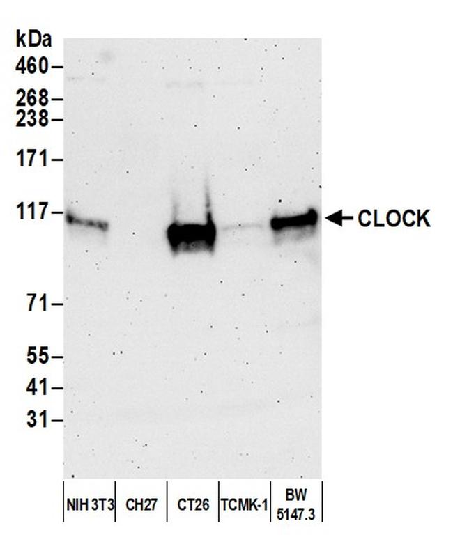 CLOCK Antibody in Western Blot (WB)