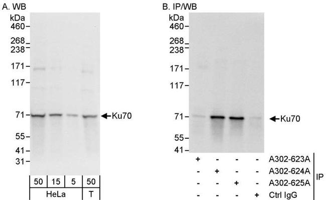 Ku70 Antibody in Western Blot (WB)