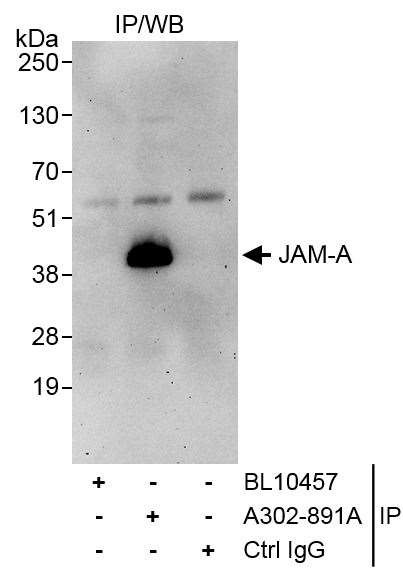 JAM-A Antibody in Immunoprecipitation (IP)