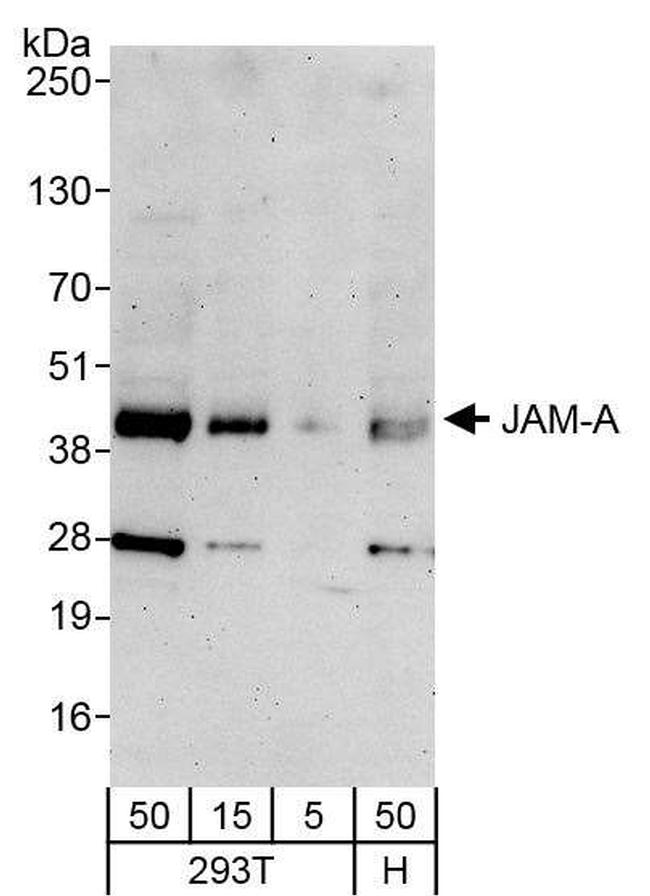 JAM-A Antibody in Western Blot (WB)