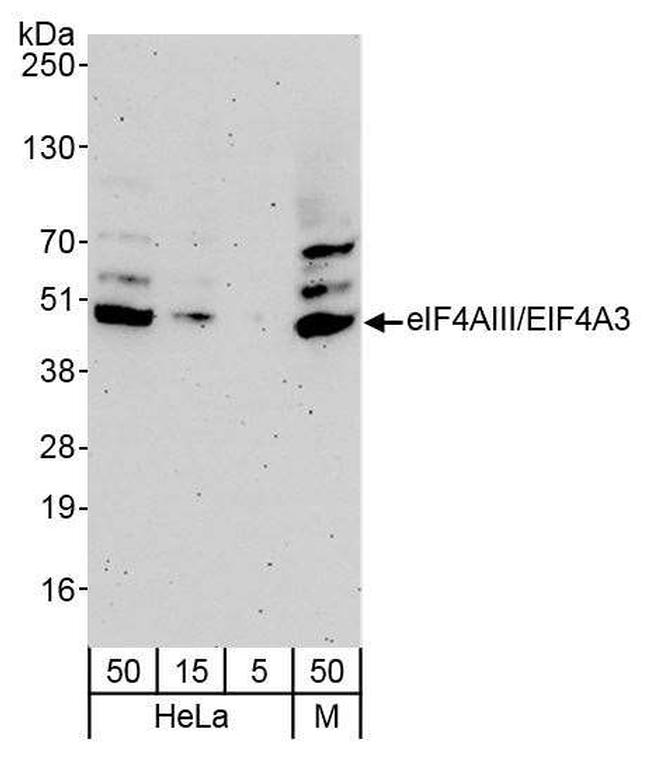 eIF4AIII/EIF4A3 Antibody in Western Blot (WB)