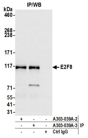 E2F8 Antibody in Immunoprecipitation (IP)