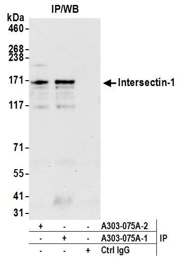 Intersectin 1 Antibody in Immunoprecipitation (IP)