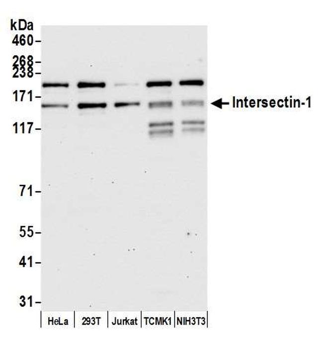 Intersectin 1 Antibody in Western Blot (WB)