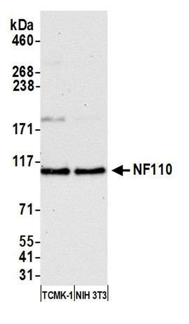 NF110 Antibody in Western Blot (WB)