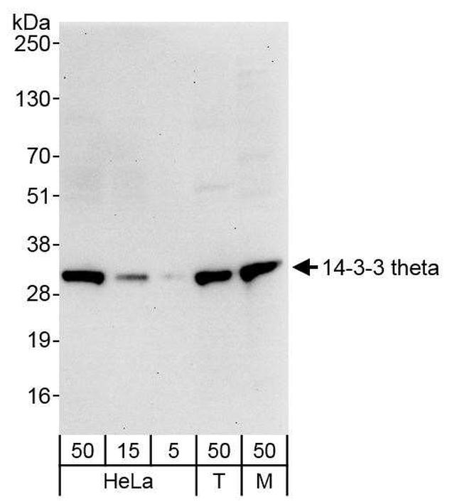 14-3-3 theta Antibody in Western Blot (WB)