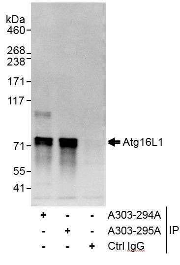 Atg16L1 Antibody in Immunoprecipitation (IP)