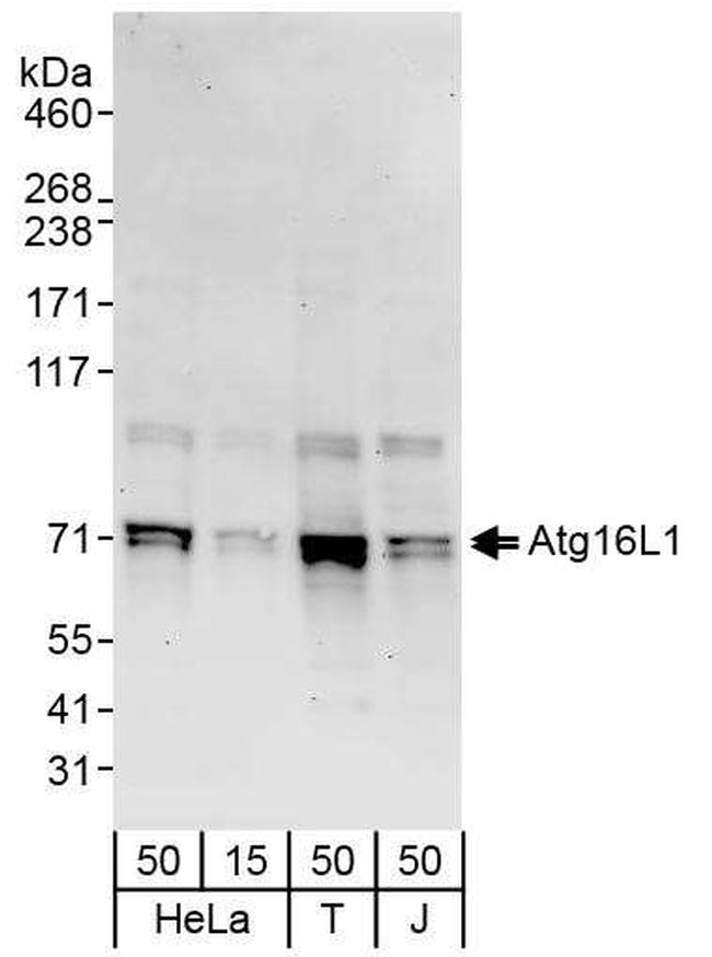 Atg16L1 Antibody in Western Blot (WB)