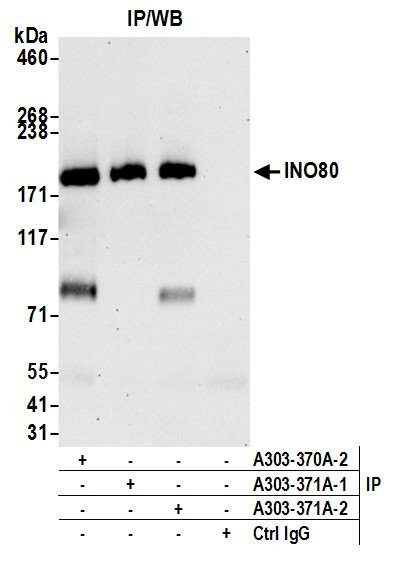 INO80 Antibody in Immunoprecipitation (IP)