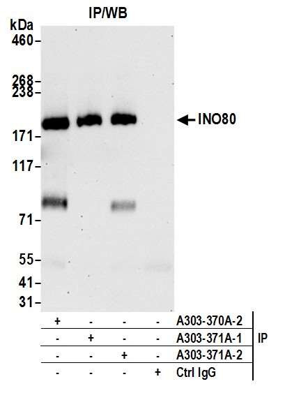 INO80 Antibody in Immunoprecipitation (IP)