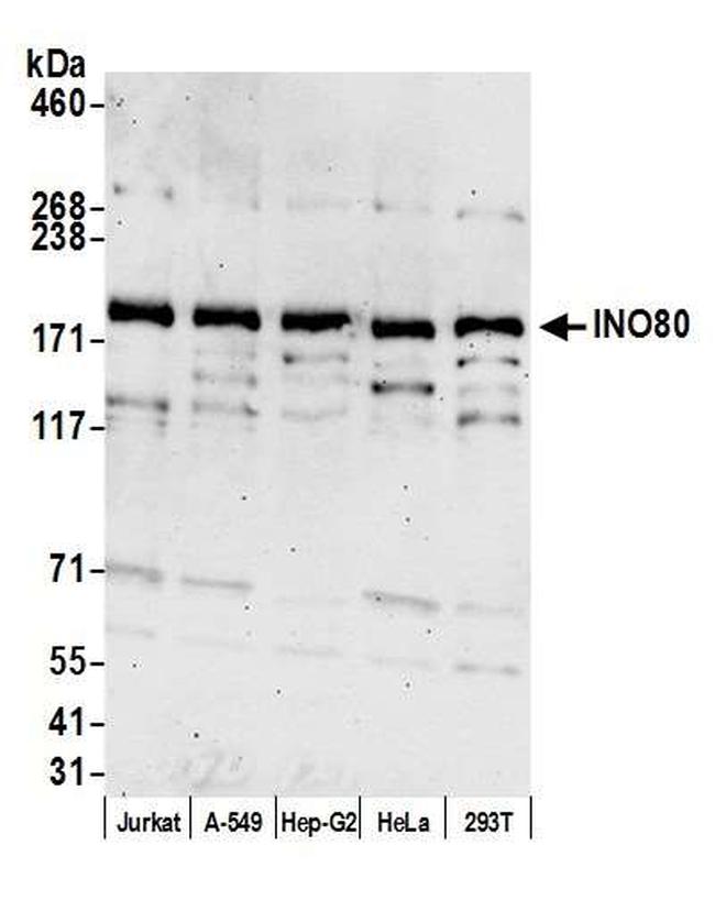 INO80 Antibody in Western Blot (WB)