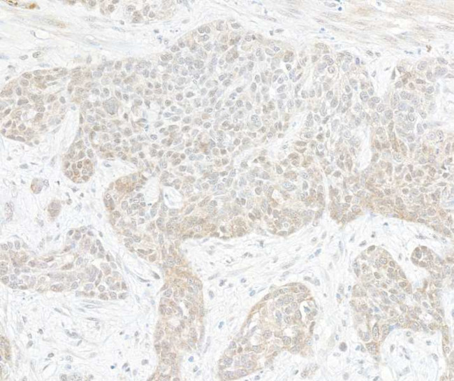 TAF1 Antibody in Immunohistochemistry (Paraffin) (IHC (P))