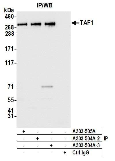 TAF1 Antibody in Immunoprecipitation (IP)