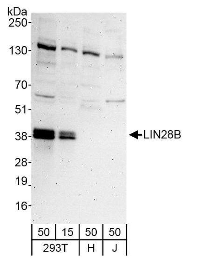 LIN28B Antibody in Western Blot (WB)