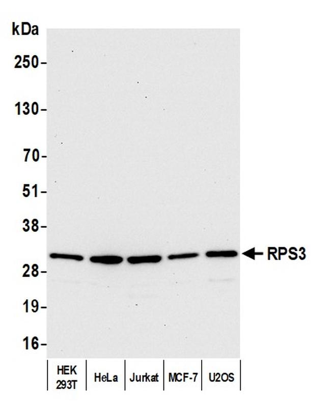 RPS3 Antibody in Western Blot (WB)