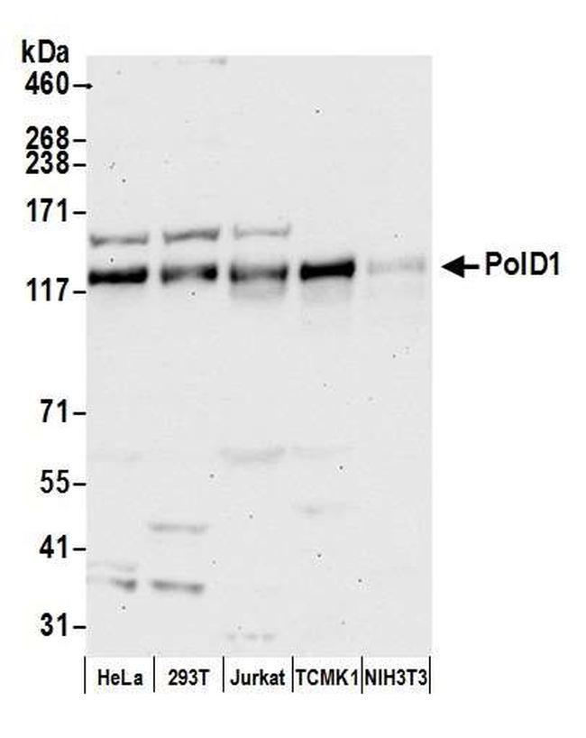 PolD1 Antibody in Western Blot (WB)