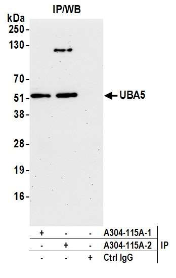 UBA5 Antibody in Immunoprecipitation (IP)