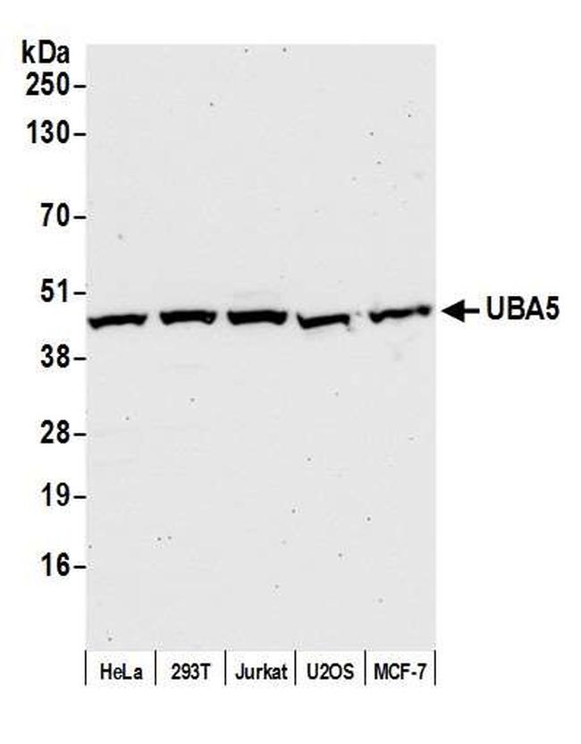 UBA5 Antibody in Western Blot (WB)