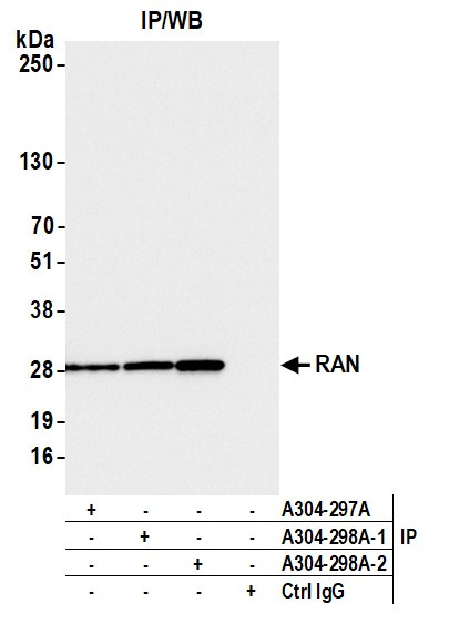 RAN Antibody in Immunoprecipitation (IP)