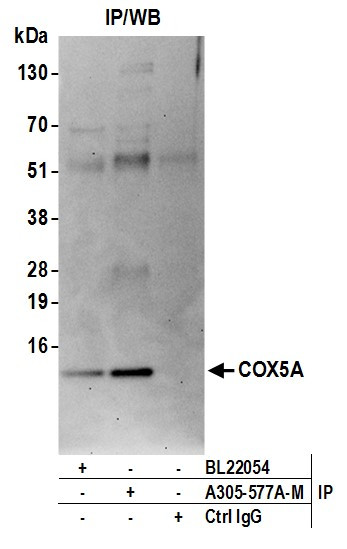 COX5A Antibody in Immunoprecipitation (IP)
