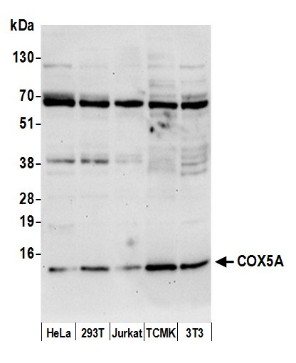 COX5A Antibody in Western Blot (WB)
