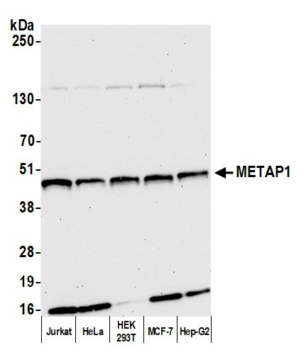 METAP1 Antibody in Western Blot (WB)