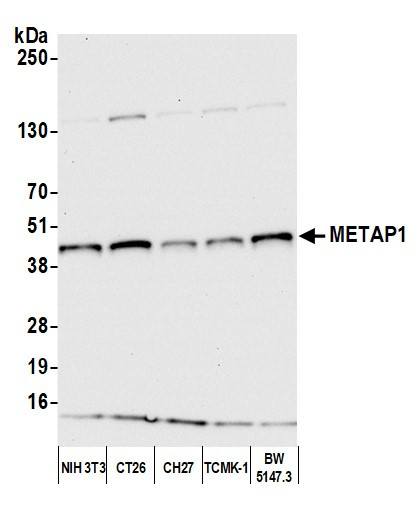 METAP1 Antibody in Western Blot (WB)