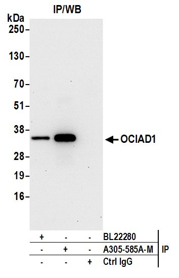 OCIAD1 Antibody in Immunoprecipitation (IP)